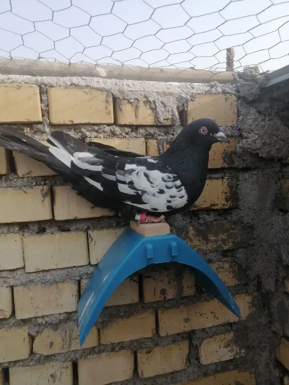 کفتر|پرنده|خرمشهر, |دیوار