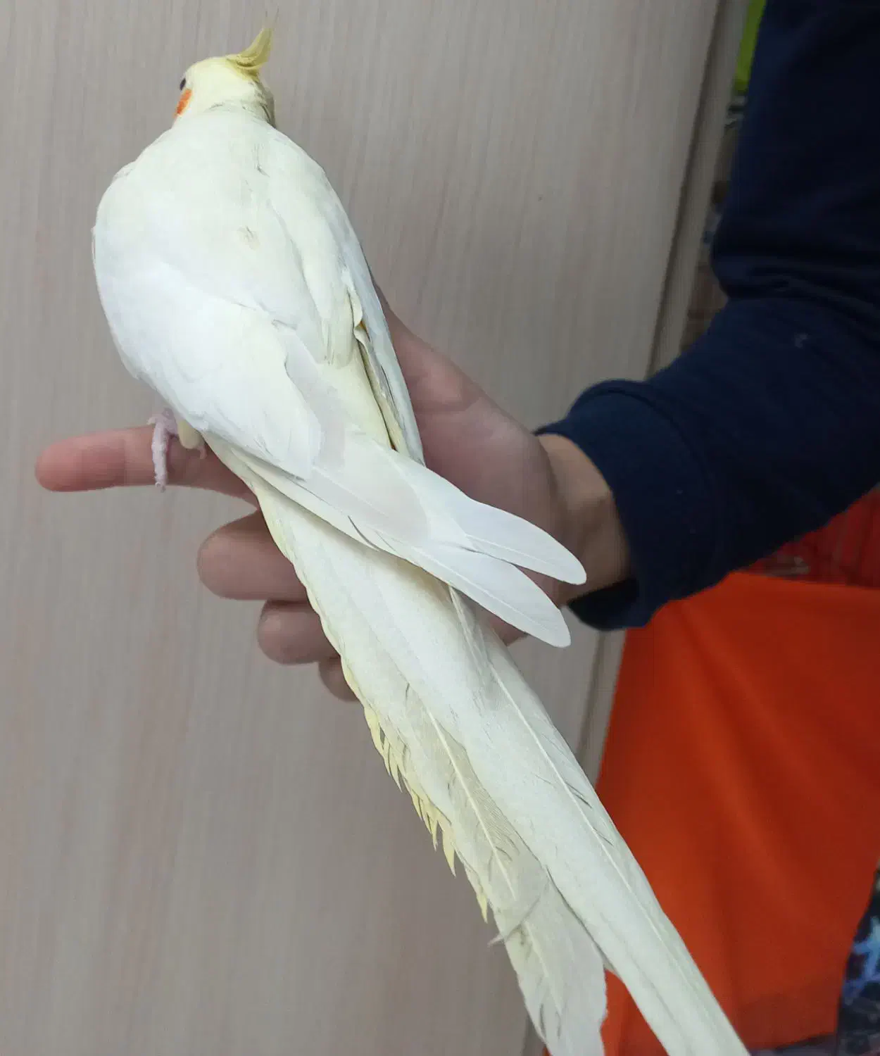 عروس هلندی بالغ|پرنده|تهران, امام زاده عبدالله|دیوار