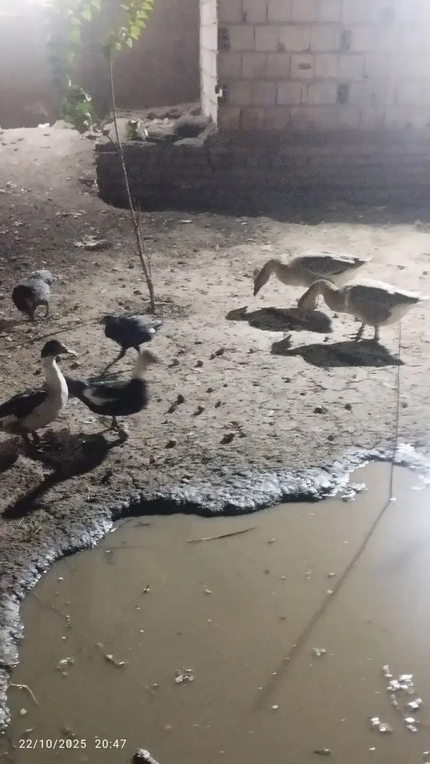 غوغاز اردک مرغ لاری|حیوانات مزرعه|قرق, |دیوار