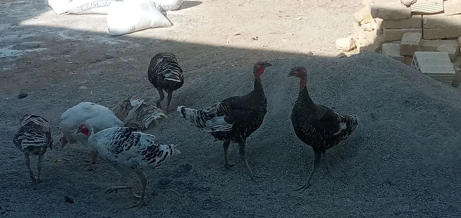 باسلام واحترام هفت عدد بوقلمون ب خاطر کم بود جا|حیوانات مزرعه|درب گنبد, |دیوار