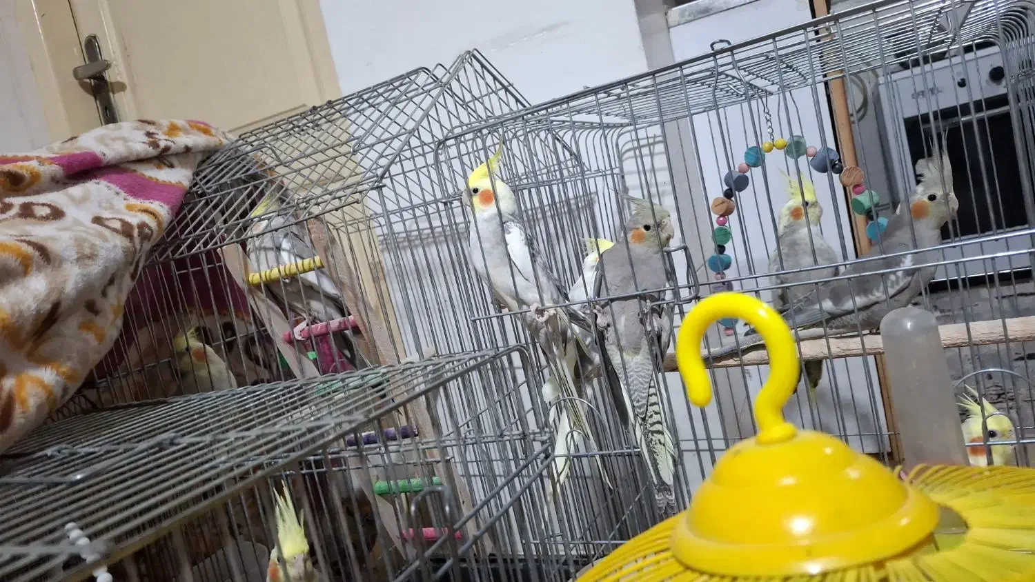 عروس هلندی|پرنده|رشت, پیرکلاچای|دیوار