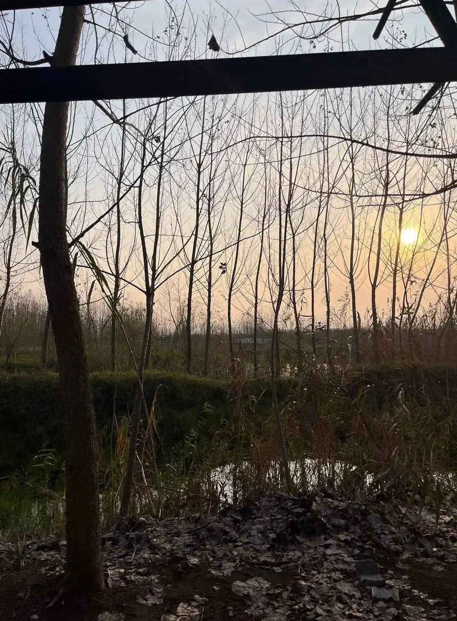 سود دهی بالا در قلب جنگل|فروش خانه و ویلا|صباشهر, |دیوار