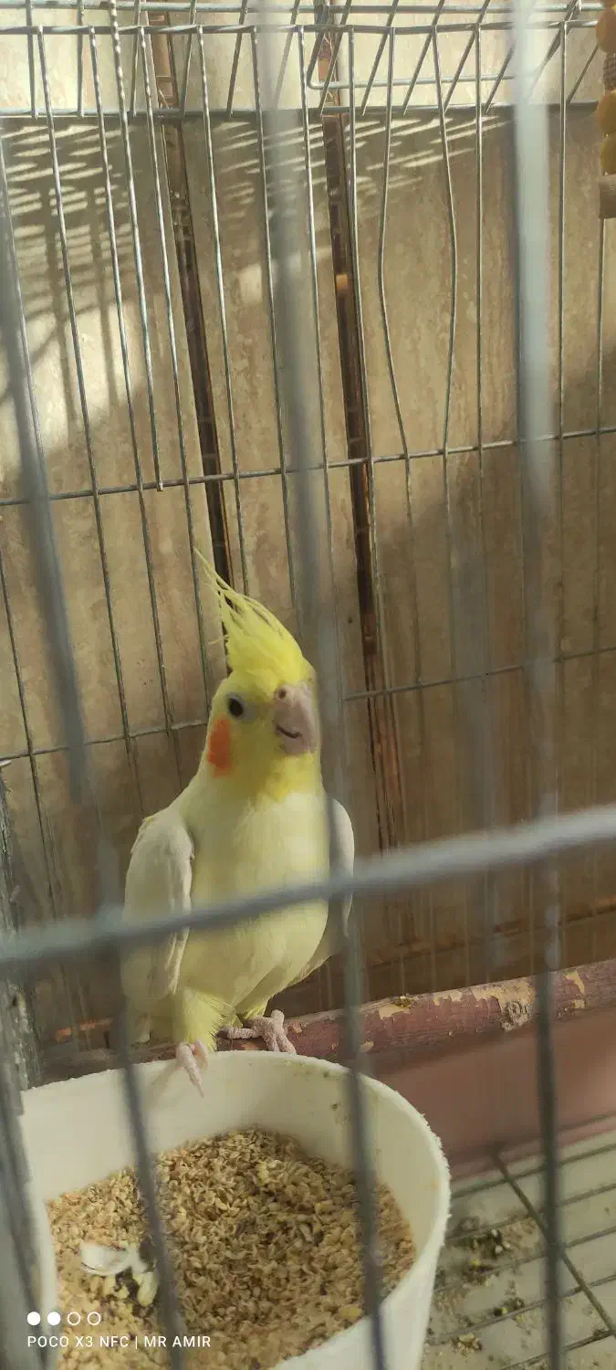 عروس هلندی نر بالغ|پرنده|لردگان, |دیوار