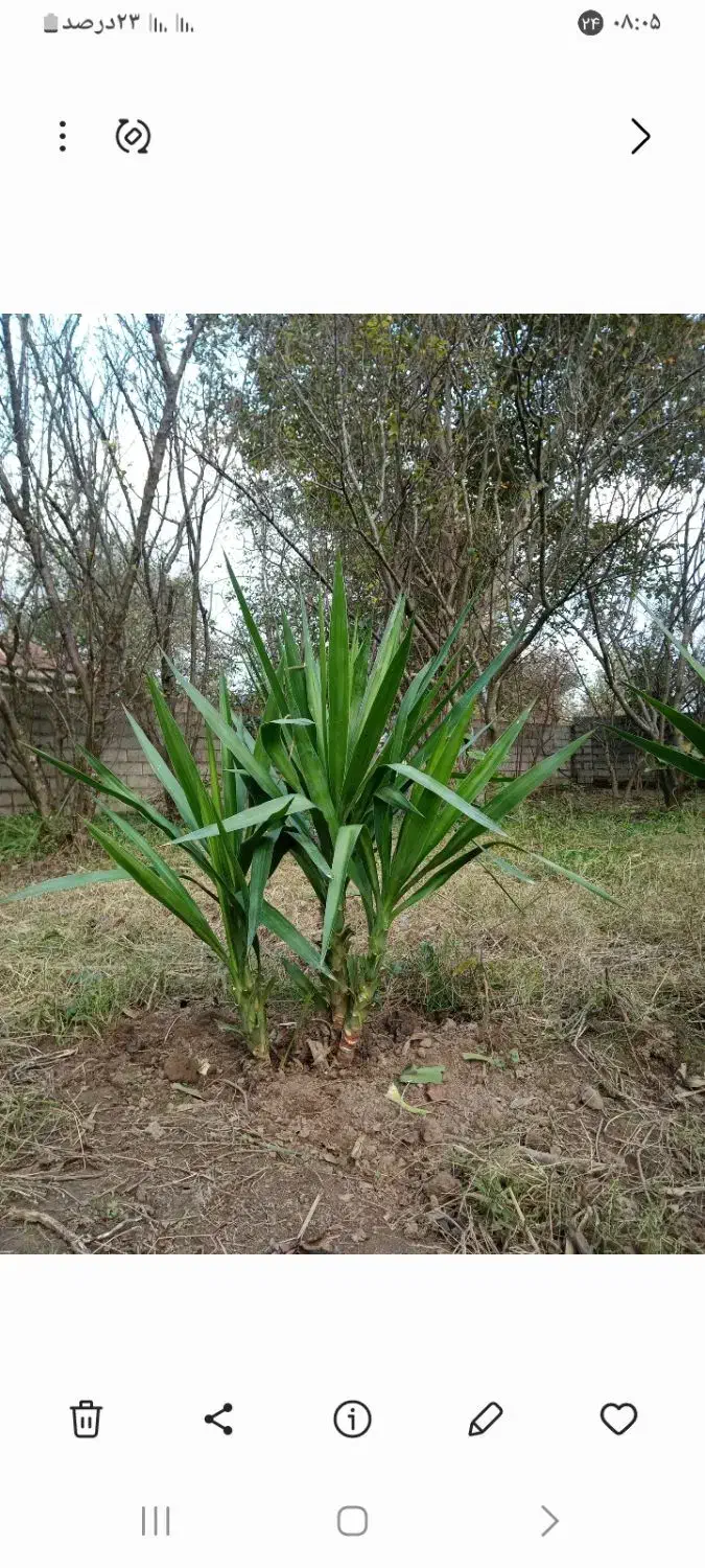 گل یوکا تعداد زیاد|گل و گیاه طبیعی|رشت, امین الضرب|دیوار