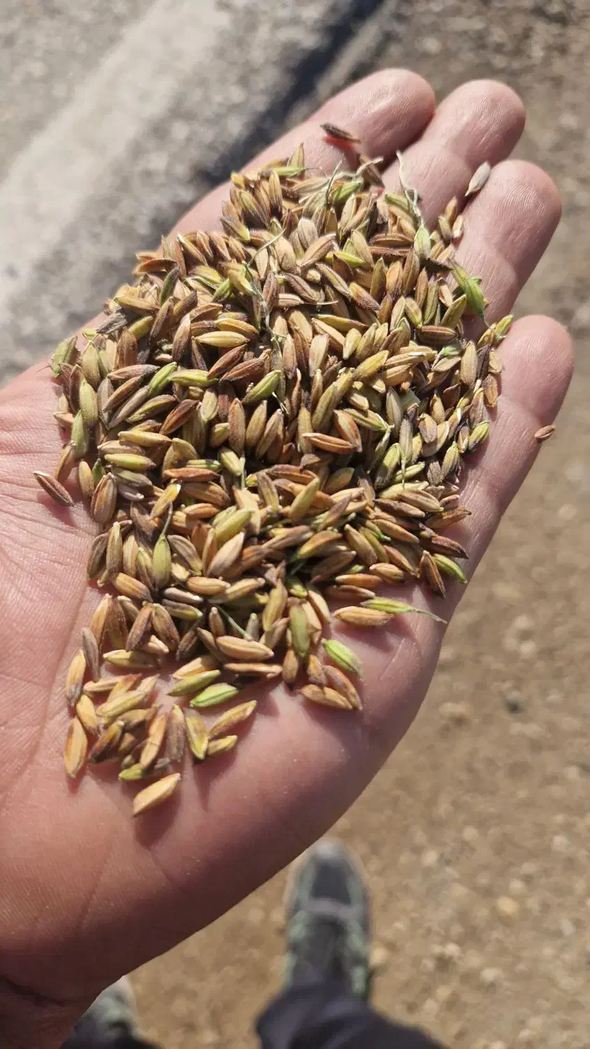 شلتوک|عمدهفروشی|خرمشهر, |دیوار