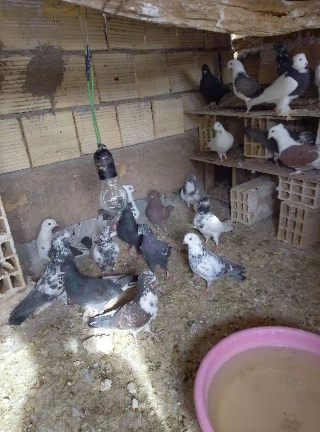 کبوتر به سورت عمده|پرنده|اردکان, |دیوار