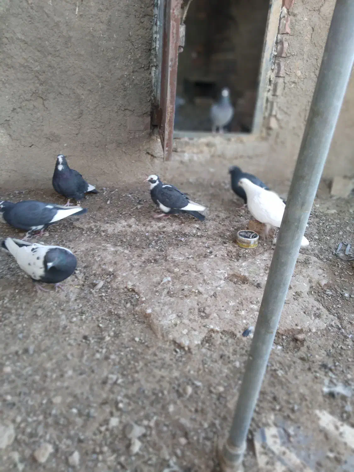 کفتر۱۵|پرنده|کرمان, |دیوار