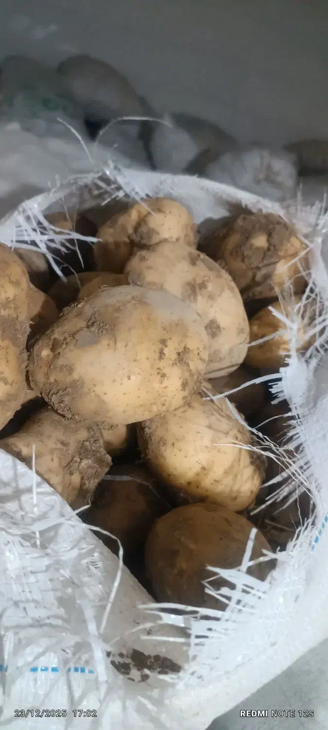 سیب درجه یک|خوردنی و آشامیدنی|زاغه, |دیوار