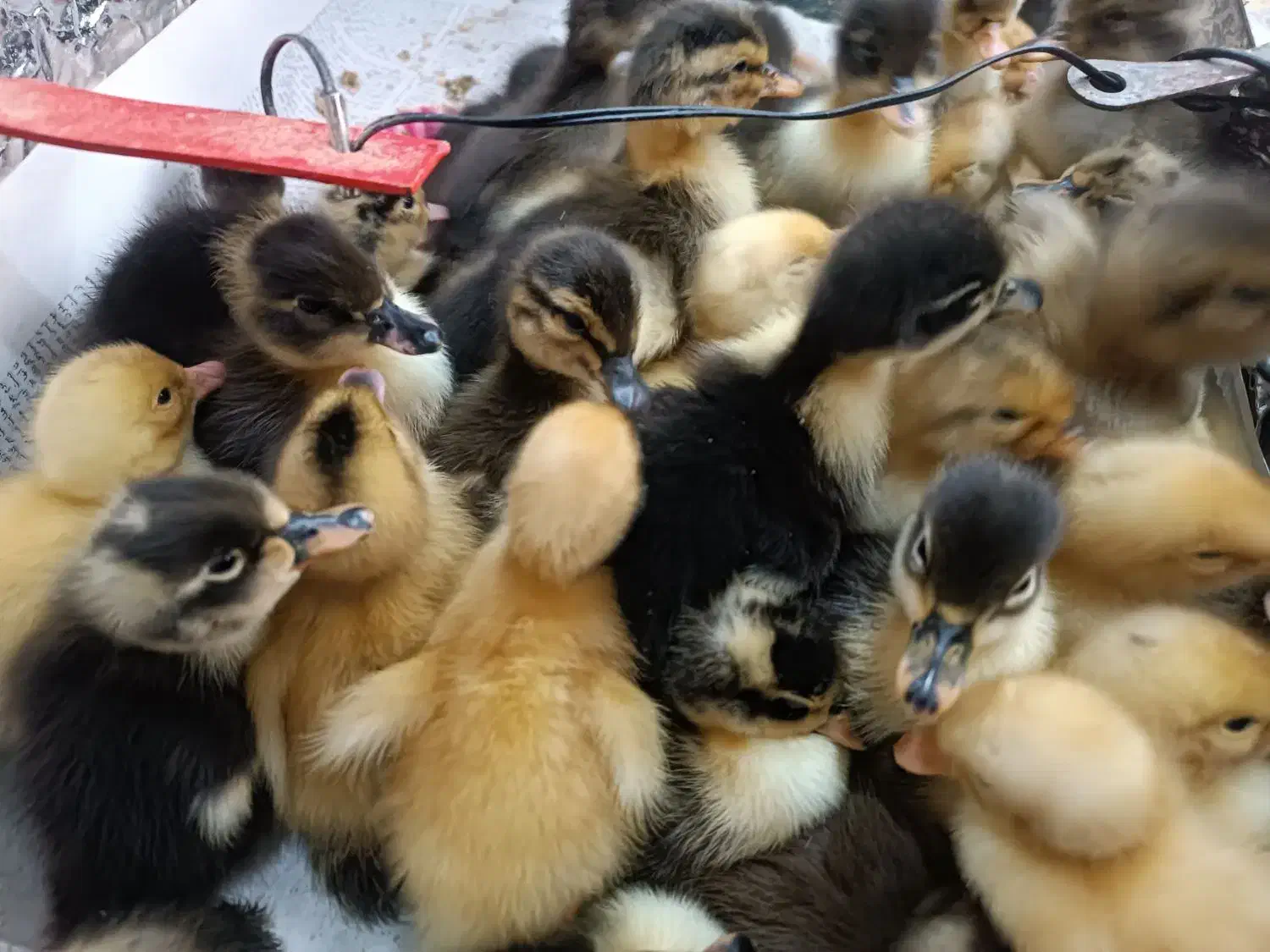 جوجه اردک محلی|حیوانات مزرعه|کیاشهر, |دیوار