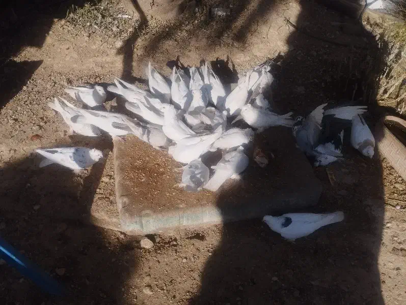 کبوتر...|پرنده|جم, |دیوار