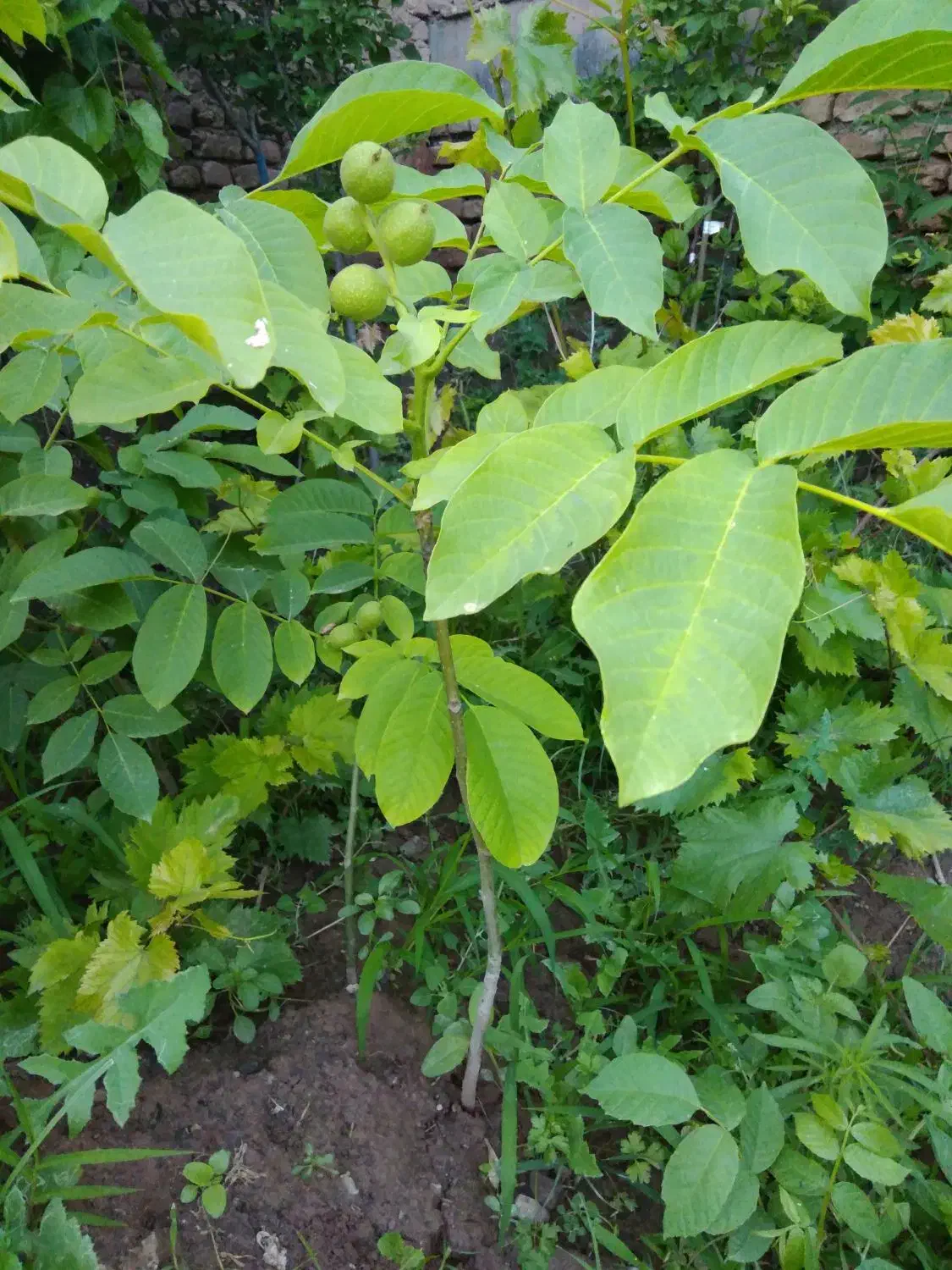 نهال گردو ژنوتیپ برتر|خدمات باغبانی و درختکاری|نیشابور, فضل|دیوار