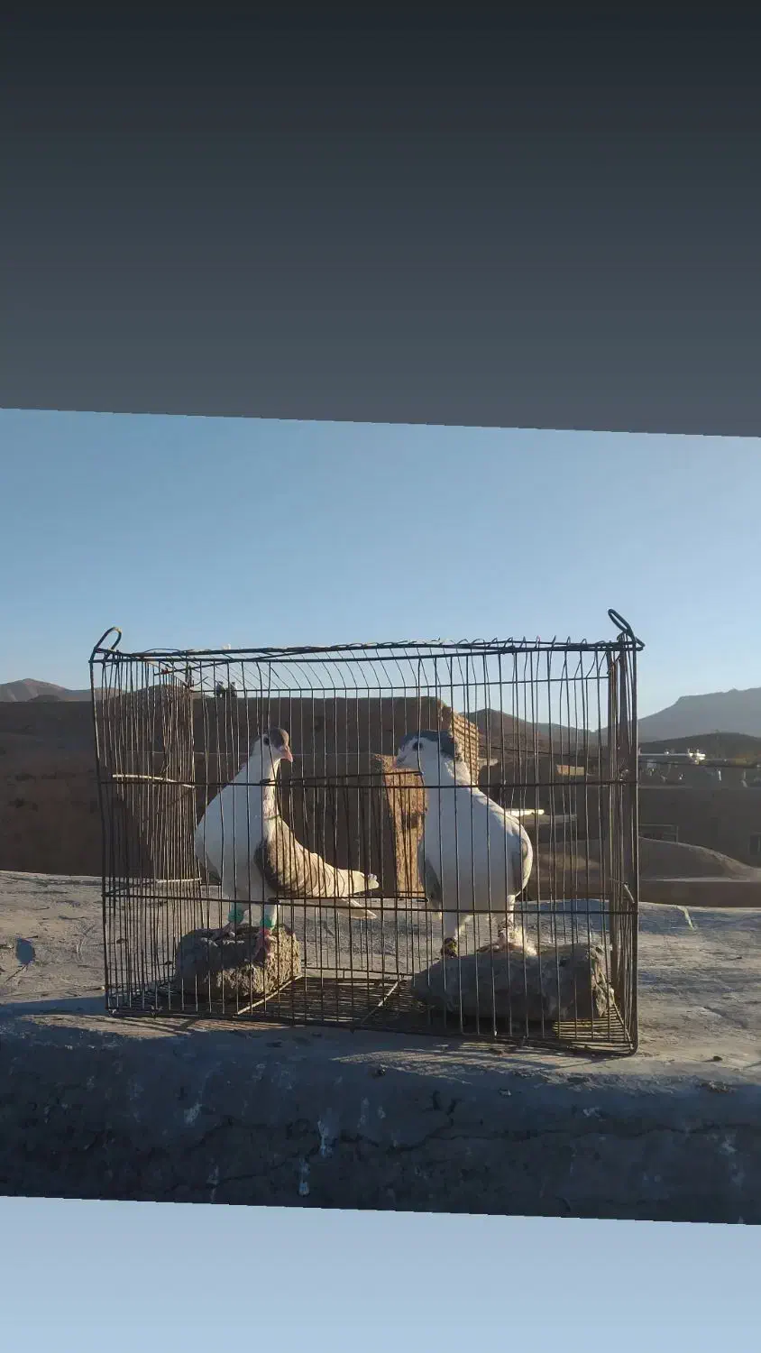 گفتر|پرنده|جلگه رخ, |دیوار