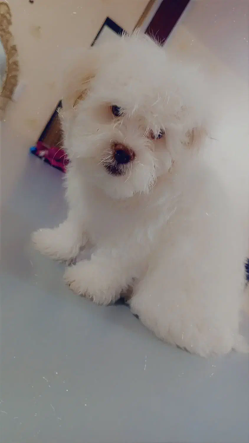 سگ شیتزو تریر|سگ|تبریز, |دیوار