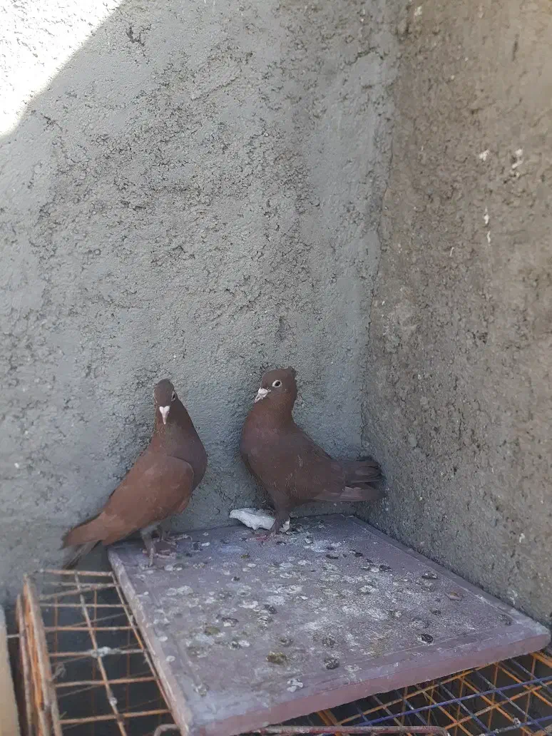 کبوتر سرخ کرمانی کاکل|پرنده|زابل, |دیوار