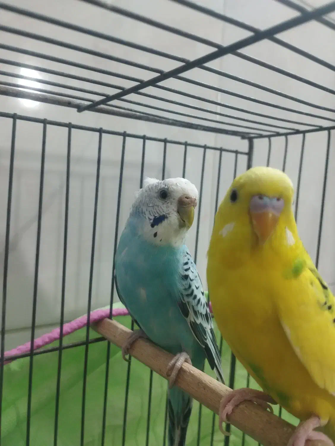 جفت مرغ عشق|پرنده|قم, نخودی|دیوار