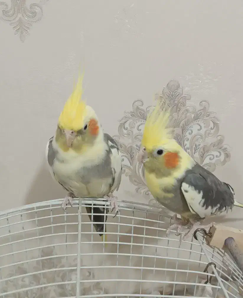 دو جفت عروس هلندی مولد و کار داده|پرنده|اندیشه, اندیشه فاز ۴|دیوار