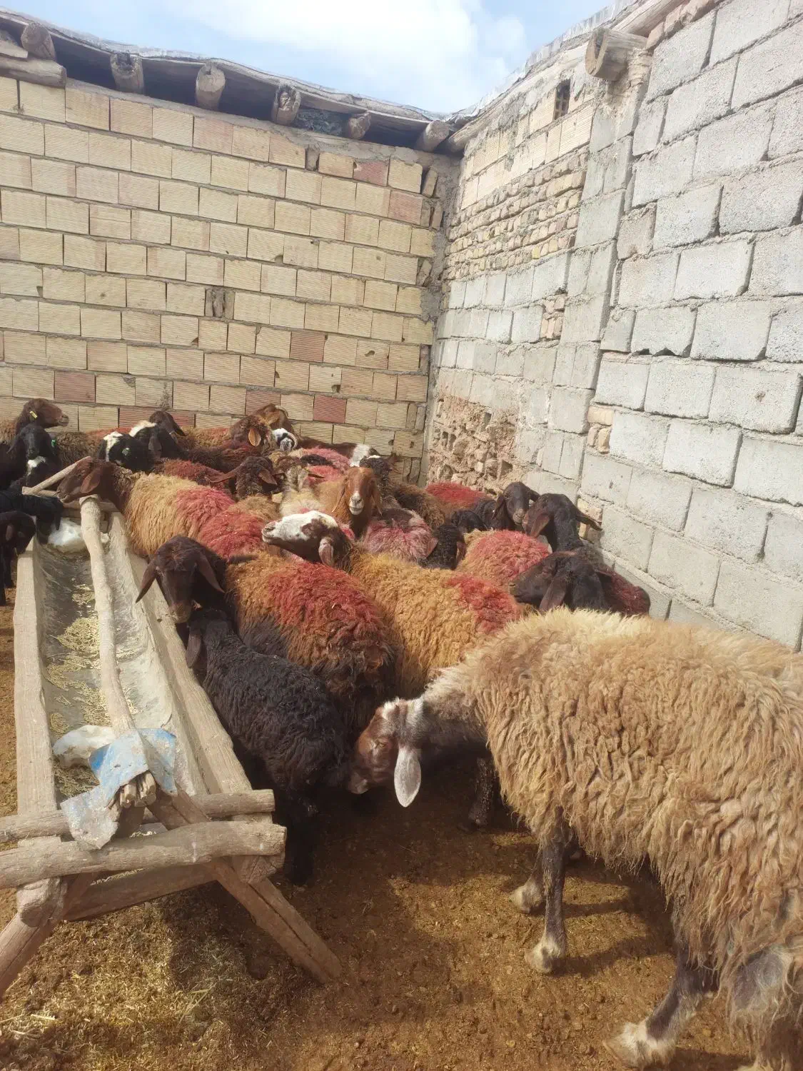 میش افشاری|حیوانات مزرعه|میان جلگه, |دیوار