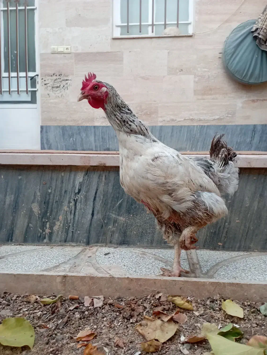 مرغ محلی|حیوانات مزرعه|شاهرود, |دیوار