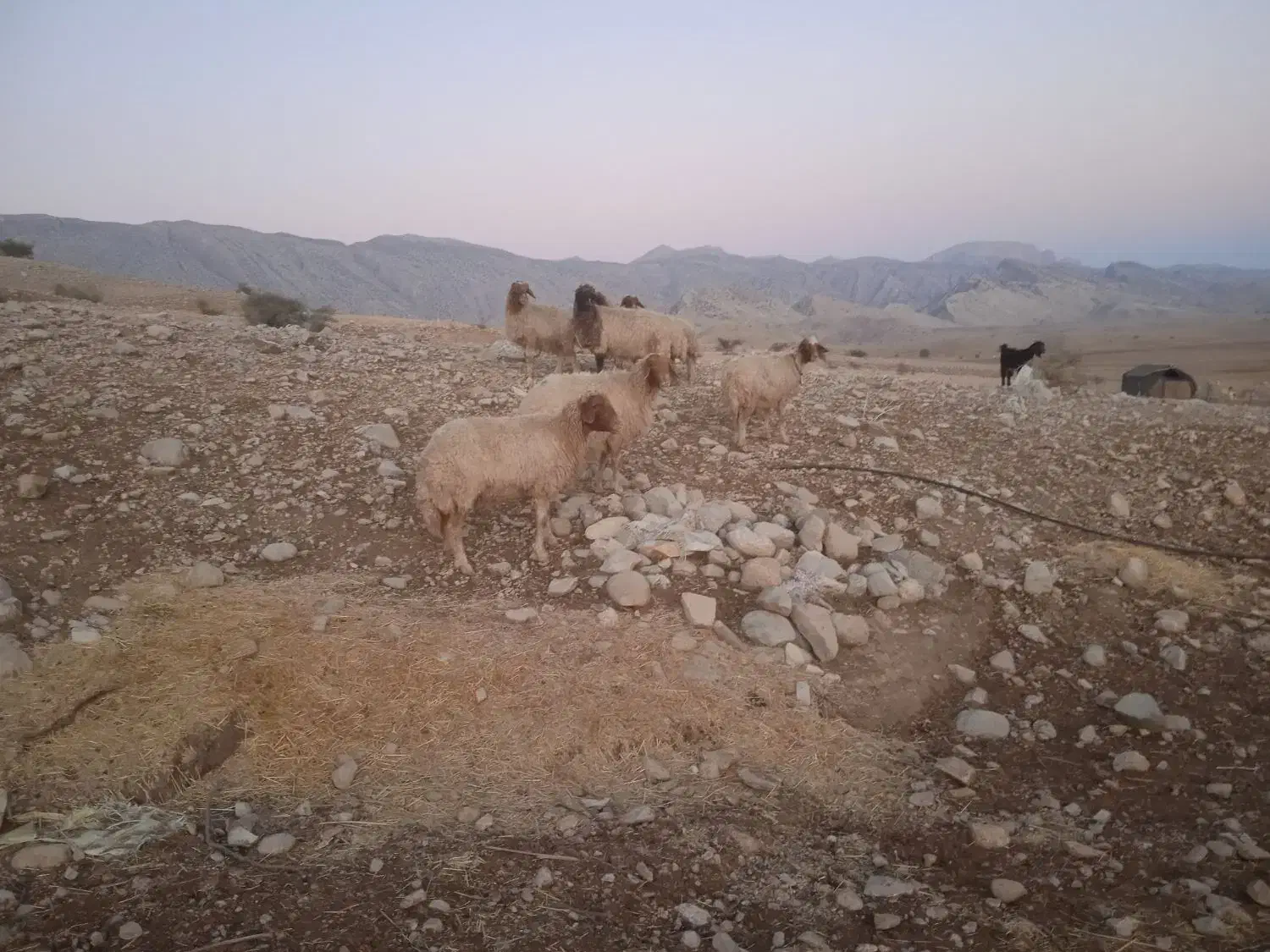 دوازده عدد گوسفند|حیوانات مزرعه|آبدانان, |دیوار