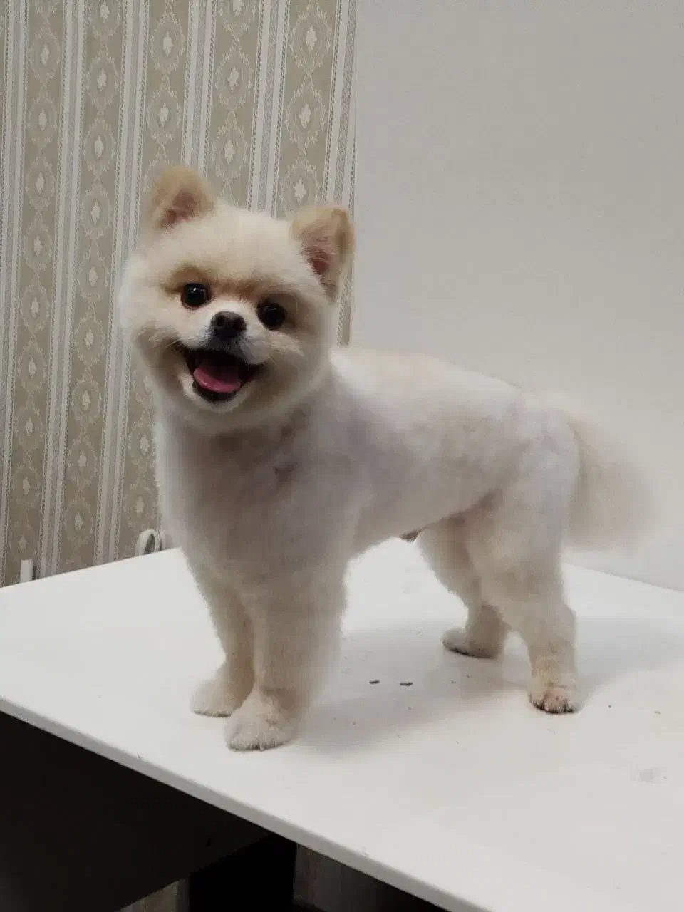 جفت پامر خرسی مولد|سگ|کرمانشاه, |دیوار