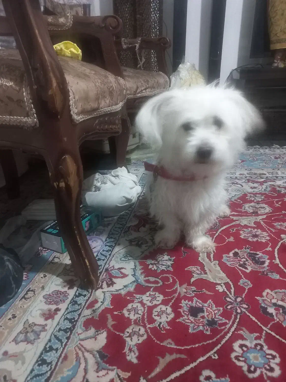 سگ نر|سگ|قوچان, |دیوار