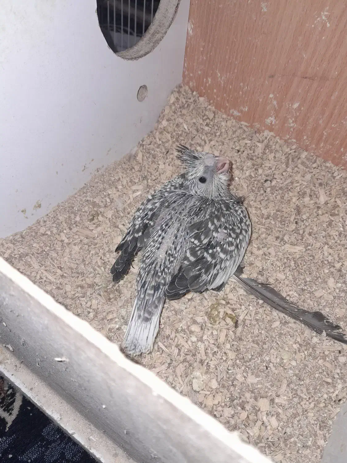 عروس هلندی|پرنده|زابل, |دیوار