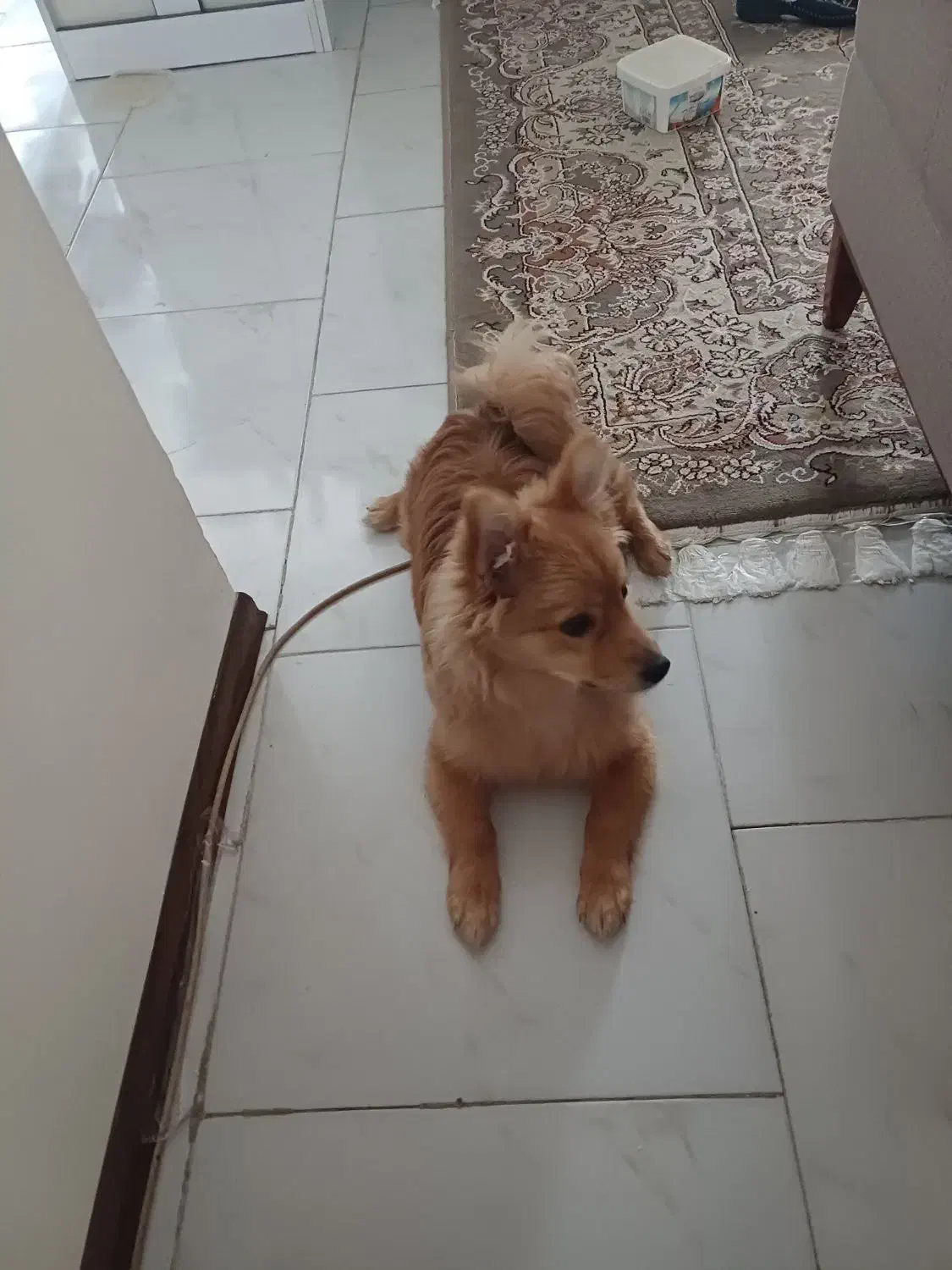 سگ پامرانین|سگ|پردیس, فاز ۱۱|دیوار