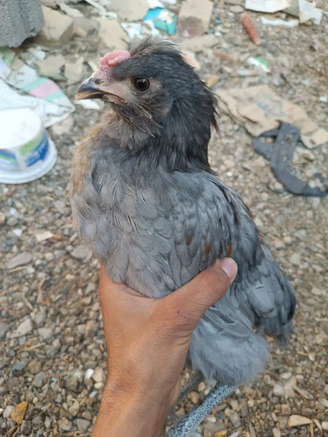 جوجه آراکانا و لاکنزی تخم آبی|حیوانات مزرعه|مشهد, طرق|دیوار