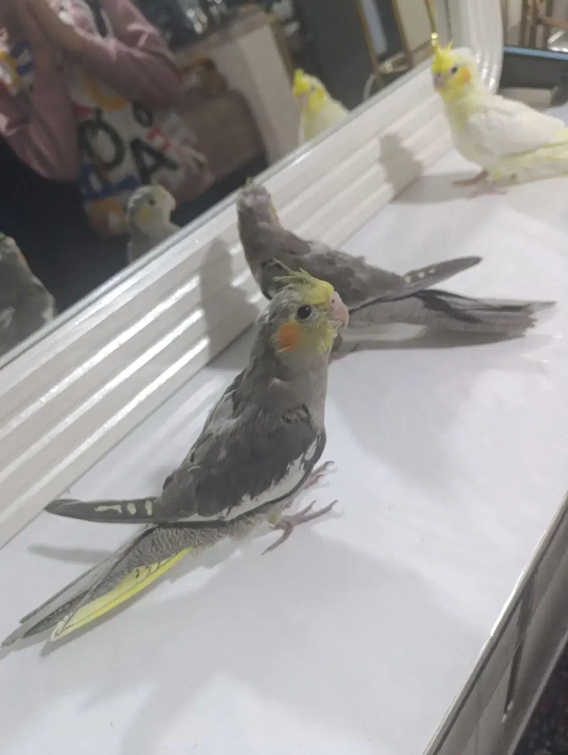 جوجه عروس ۳ماه نژاد سخنگو|پرنده|کرمان, |دیوار