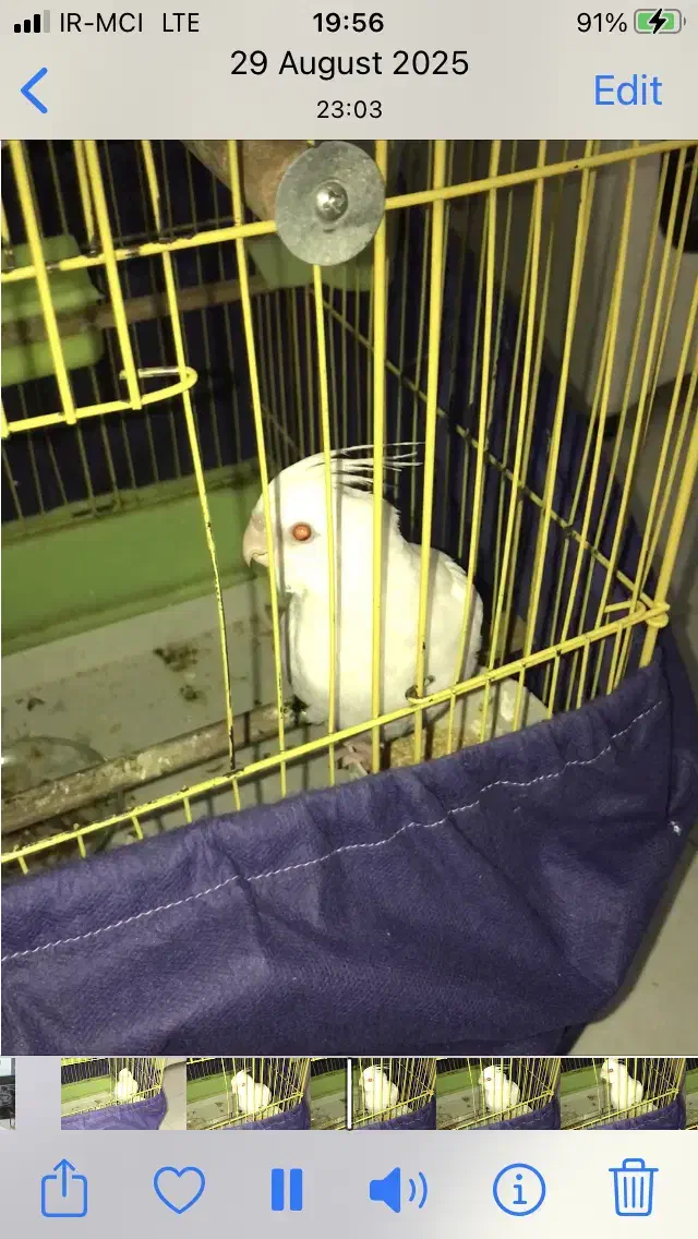 گمشده عروس هلندی|پرنده|چمران, |دیوار