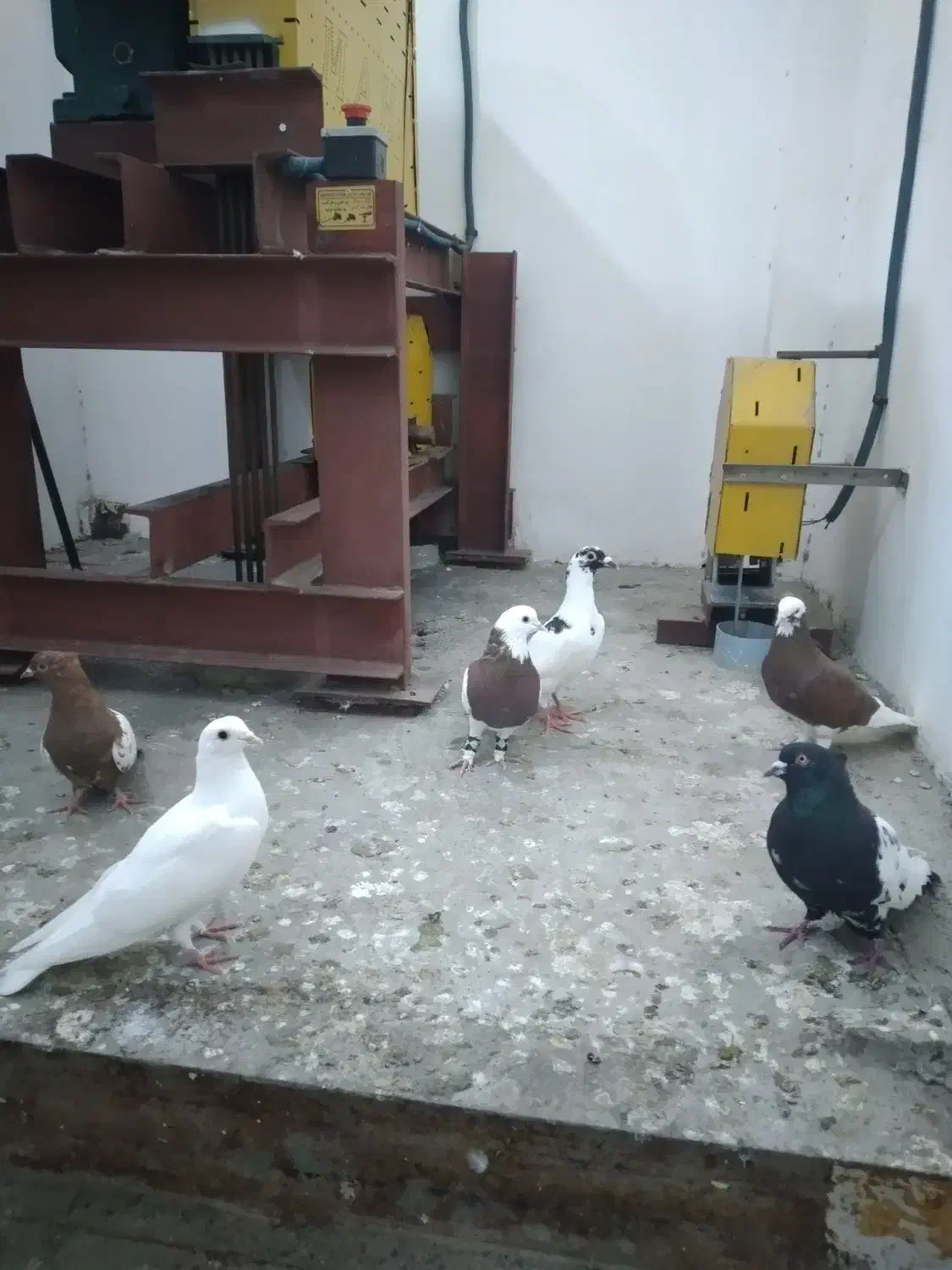 فروش|پرنده|گنبد کاووس, |دیوار