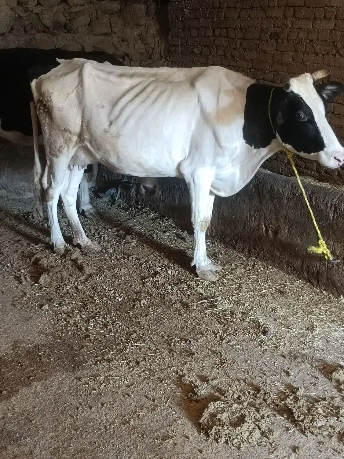 گاو با گوساله ماده مور سیمنتال|حیوانات مزرعه|نظر کهریزی, |دیوار