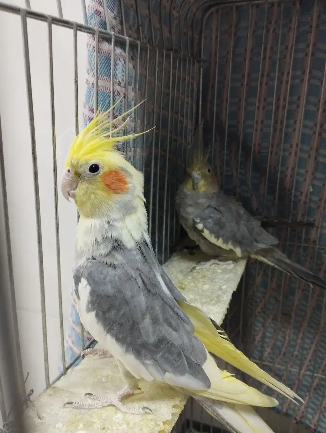 عروس هلندی نر و ماده|پرنده|قیدار, |دیوار