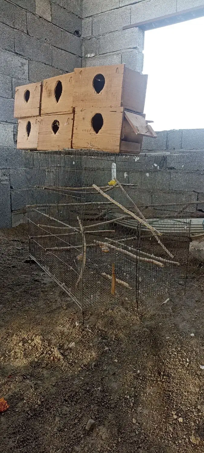 قفس پران ولانه عروس هلندی|لوازم جانبی حیوانات|رامسر, |دیوار