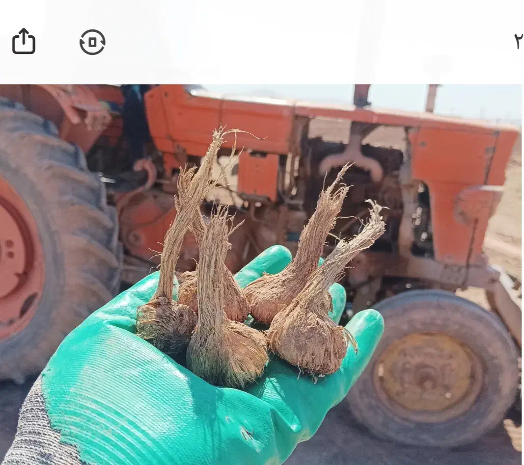 پیاز زعفران درجه یک تربت‌ حیدریه  (ارسال دارم)|خوردنی و آشامیدنی|تربت‌حیدریه, پائین ولایت|دیوار