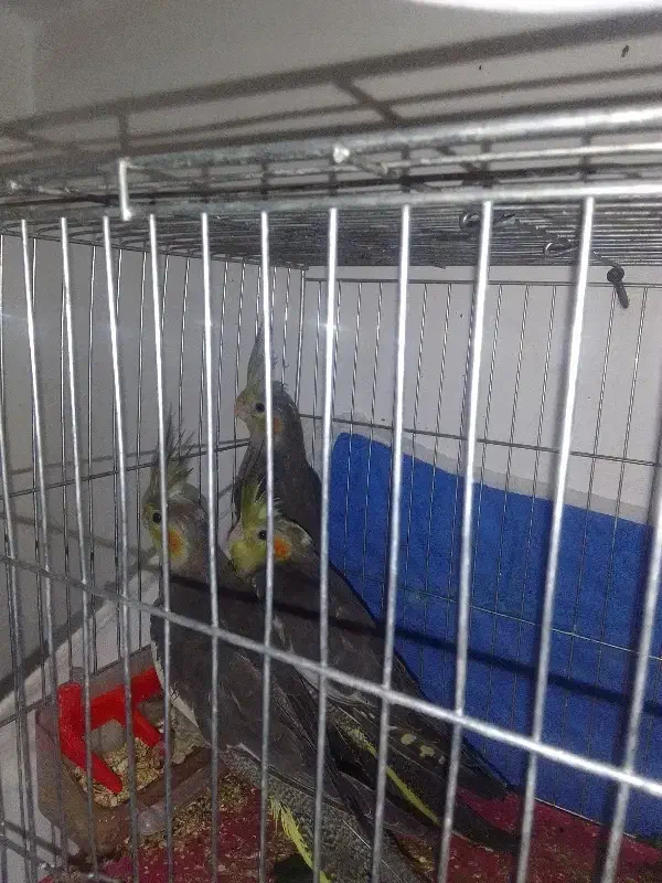 عروس هلندی|پرنده|آذرشهر, |دیوار