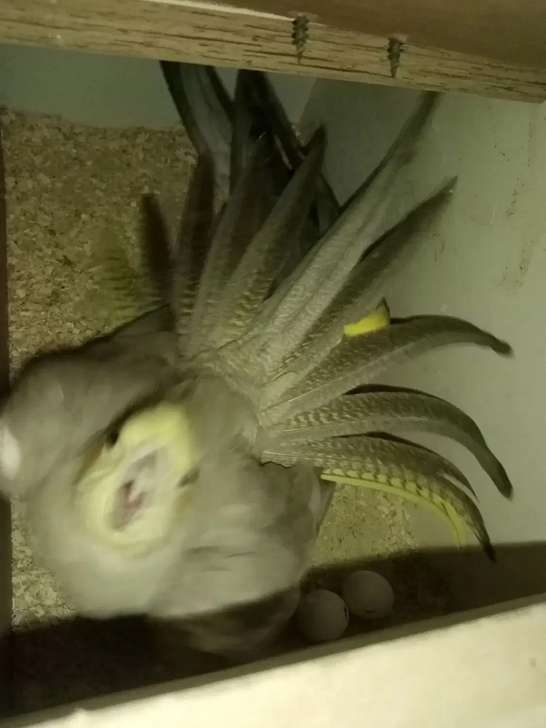 جفت عروس هلندی به شرط|پرنده|مشهد, عبادی|دیوار