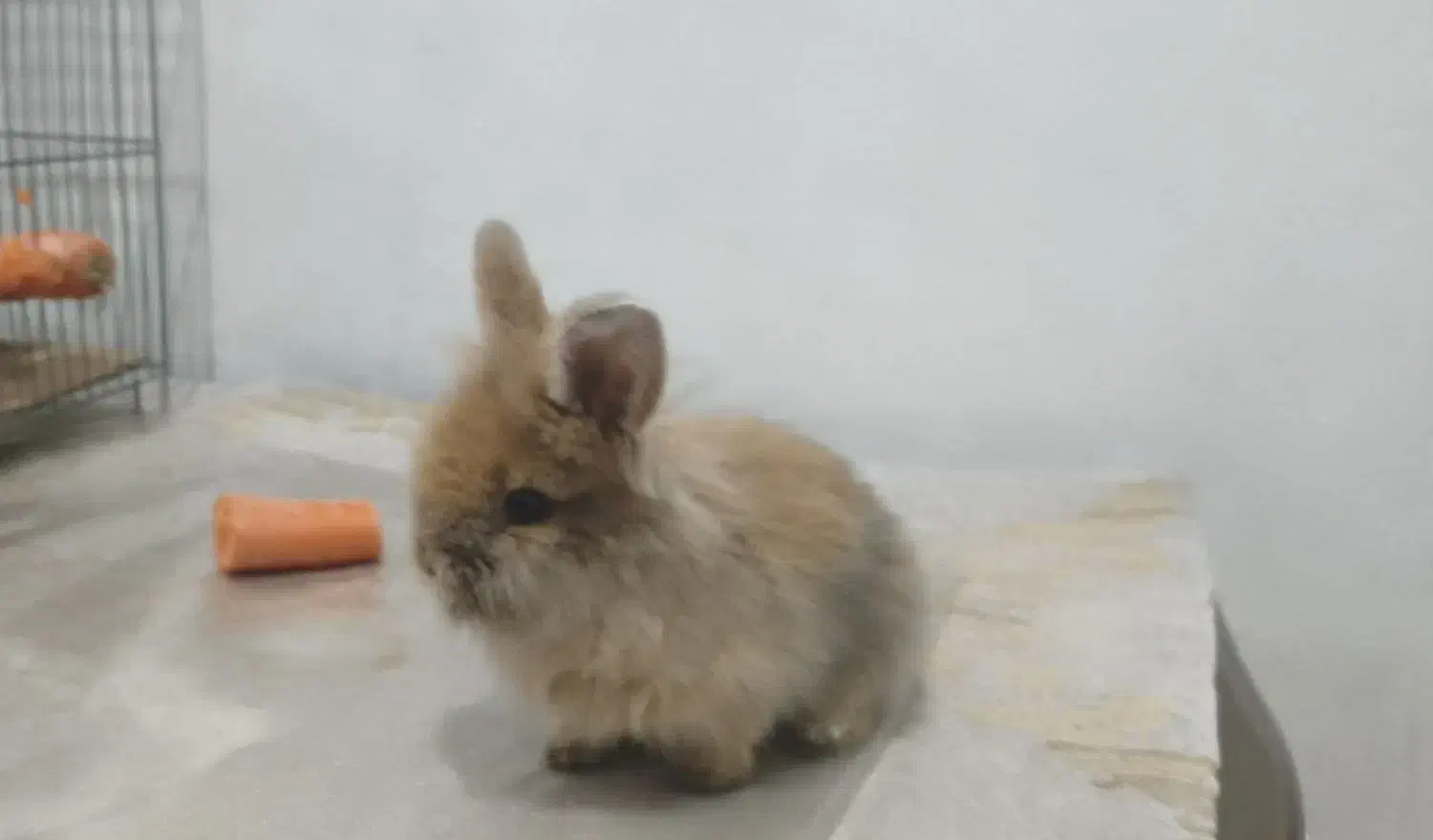 خرگوش|موش و خرگوش|تهران, آذری|دیوار