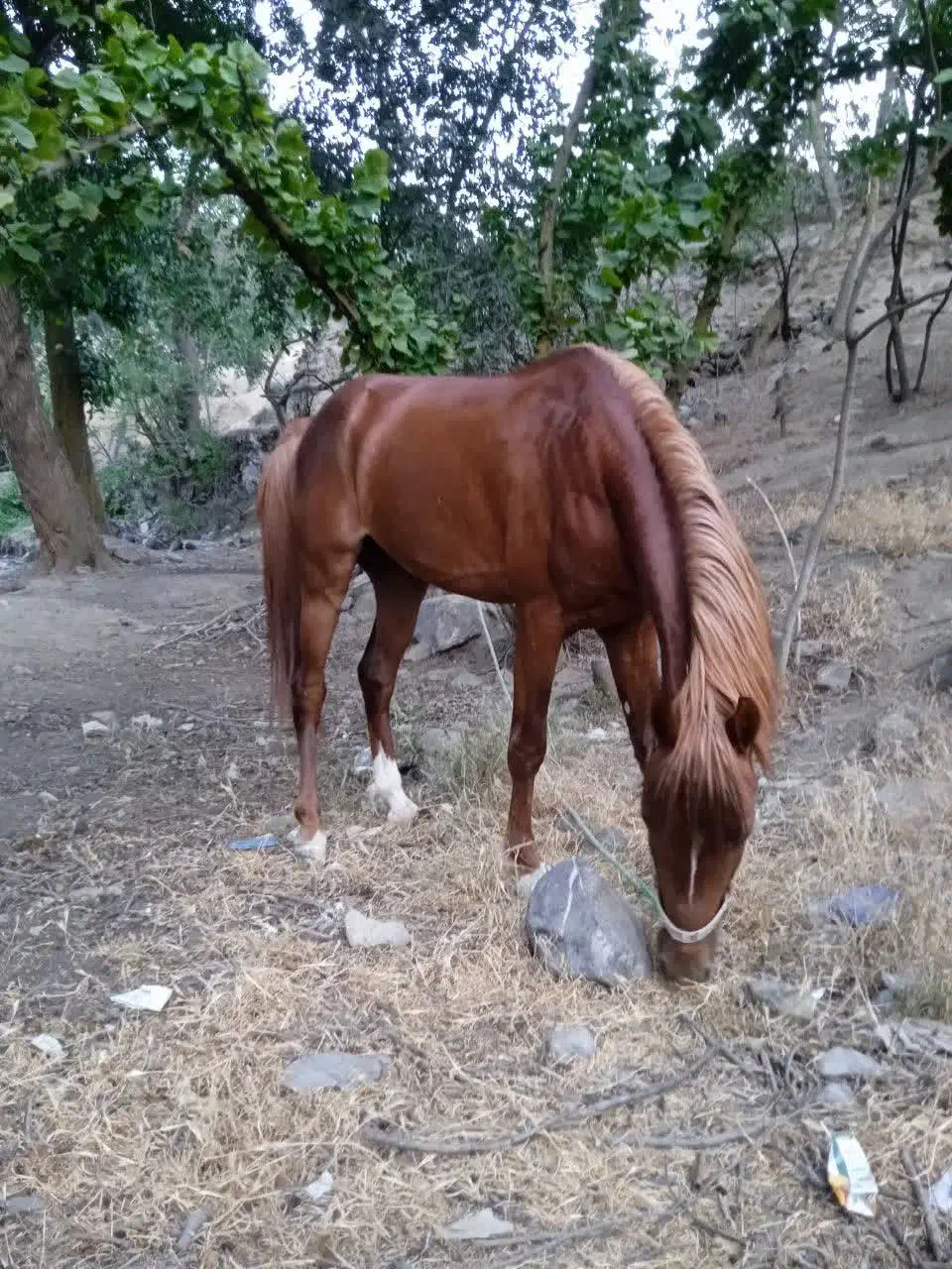 اسب نریان|اسب و تجهیزات اسبسواری|زنجان, |دیوار