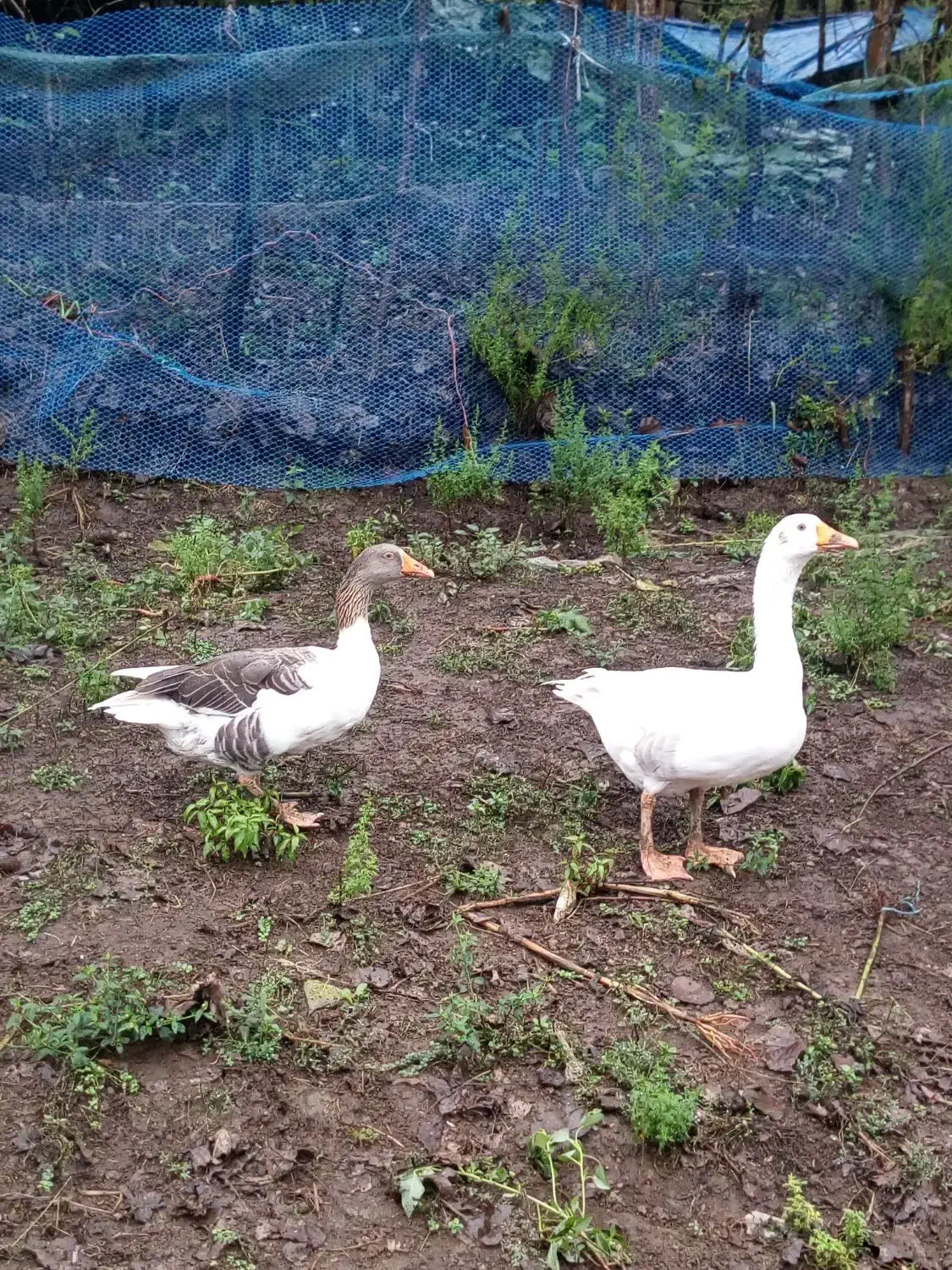 دو عدد غاز نرو ماده مولد|حیوانات مزرعه|رشت, لاکان|دیوار