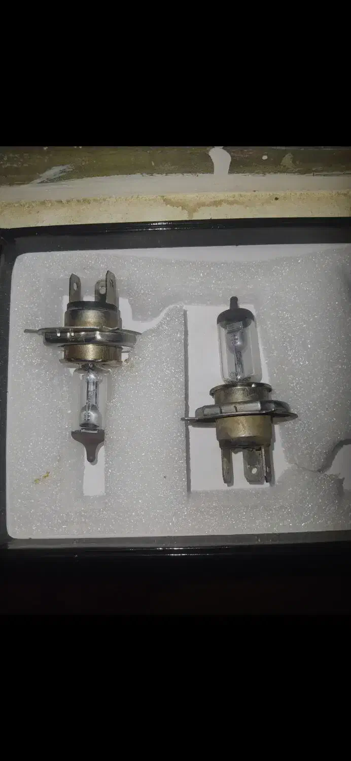 عروس هلندی کوتوله مرغ عشق|پرنده|مشهد, سپاد|دیوار