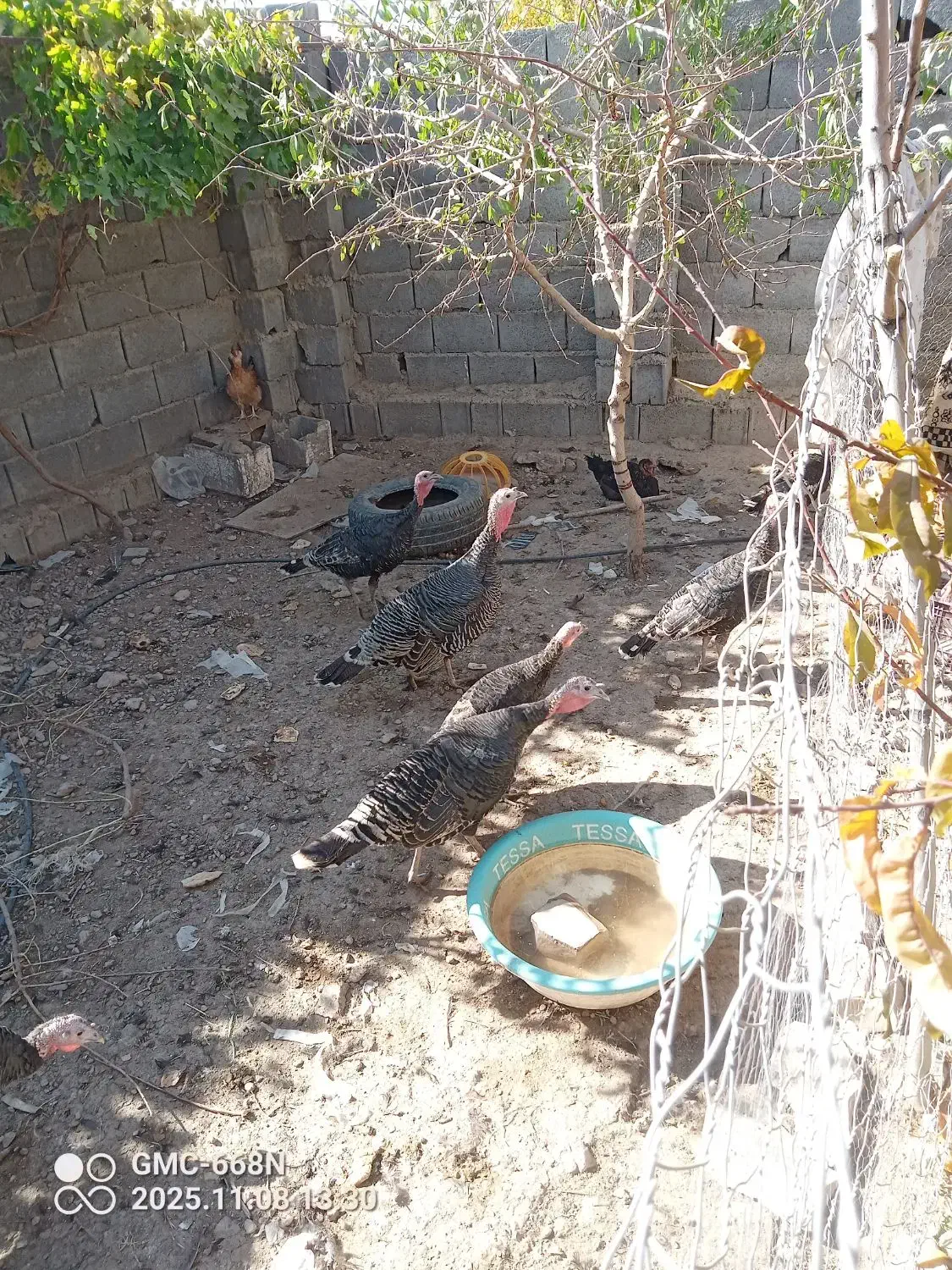 جوجه بوقلمون|حیوانات مزرعه|سمیرم, |دیوار