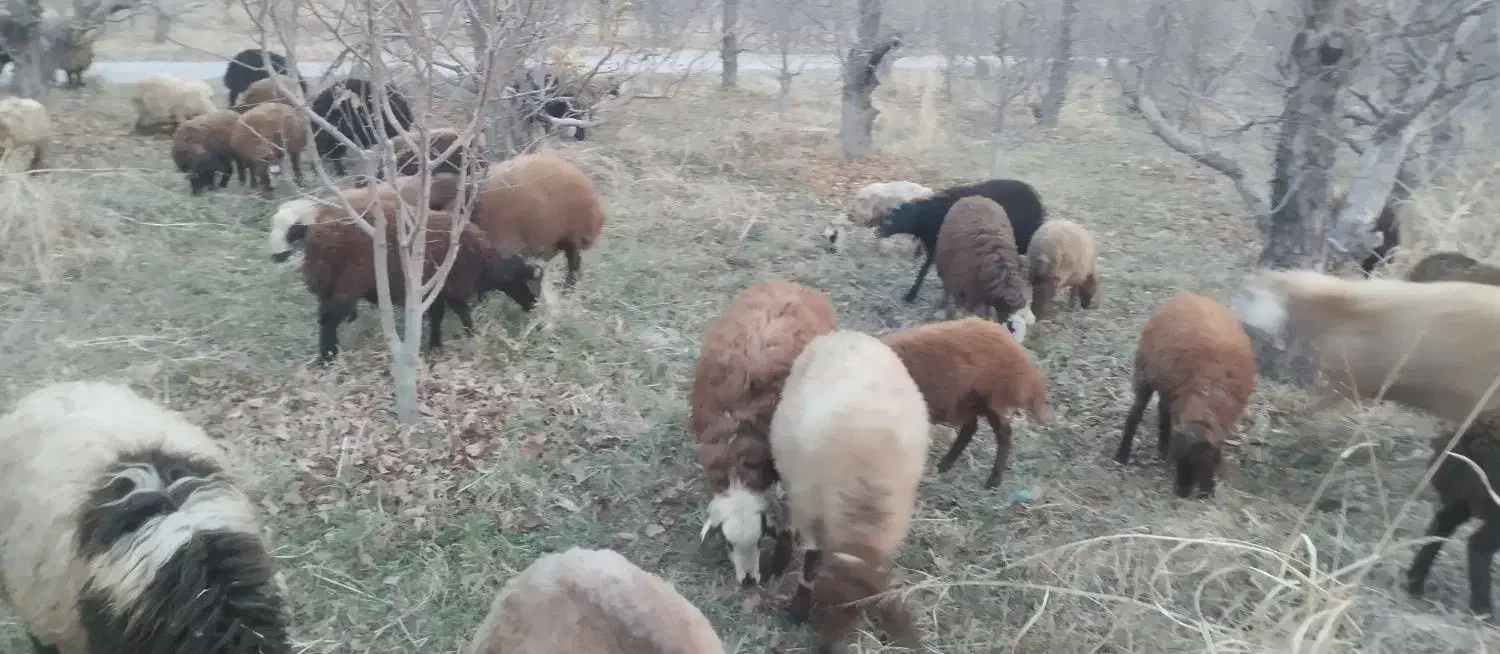 گوسفند قربانی|حیوانات مزرعه|ارومیه, |دیوار