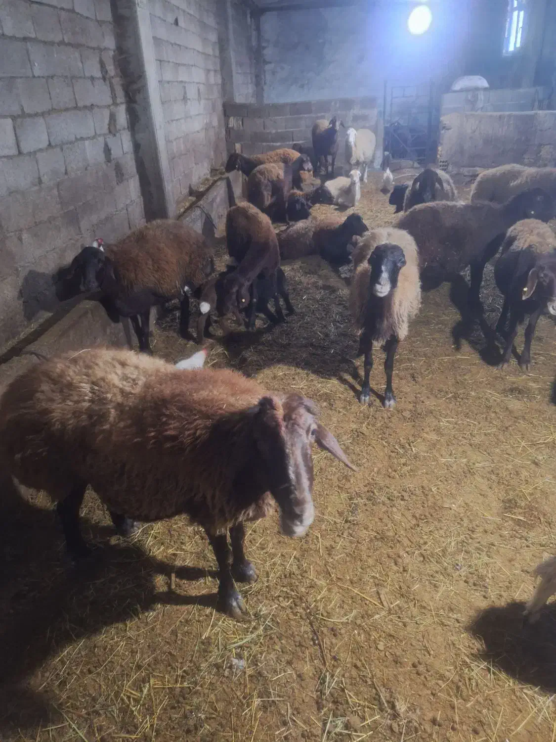 گوسفند آبستن سنگین و بره دار|حیوانات مزرعه|سراب, |دیوار