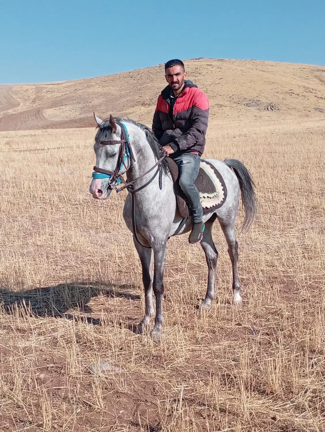 نریان نوه سالار کور|اسب و تجهیزات اسب‌سواری|بستان آباد, |دیوار