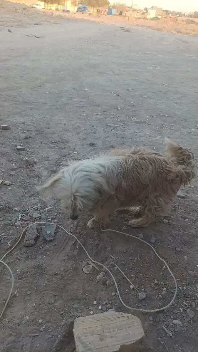 واگذاری سگ|سگ|بیرجند, |دیوار