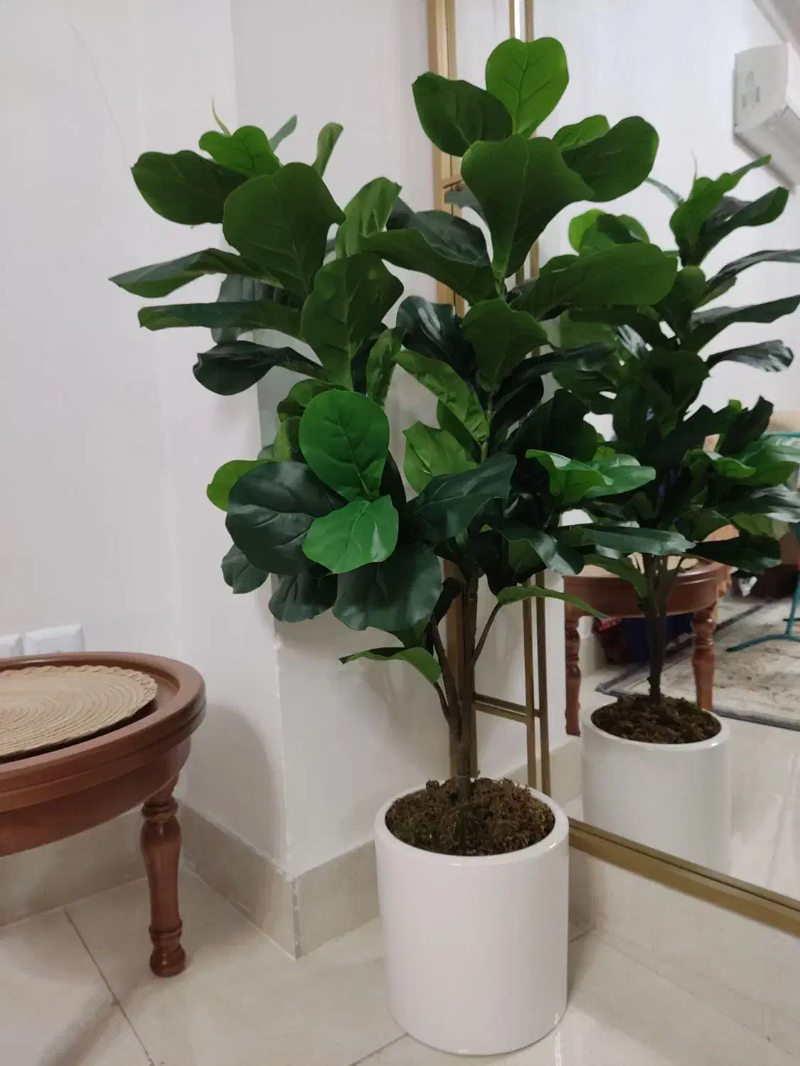 درختچه لیراتا|گل مصنوعی|رشت, جهاد|دیوار