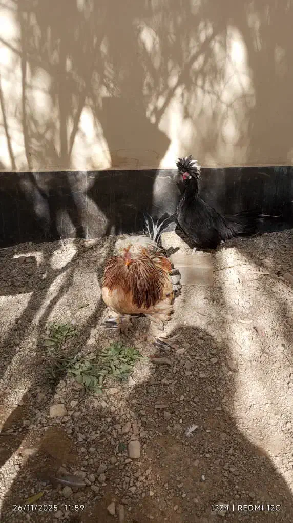 مرغ لهستانی مشکی تازه بالغ تخم گذار|حیوانات مزرعه|رودهن, |دیوار