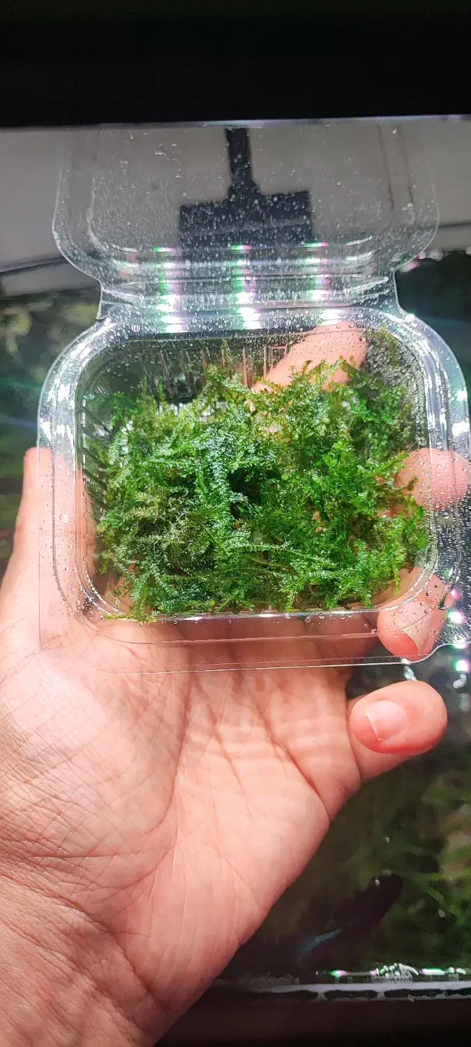 خزه و گیاه آکواریوم ،پلنت|ماهی|تهران, سازمان آب|دیوار