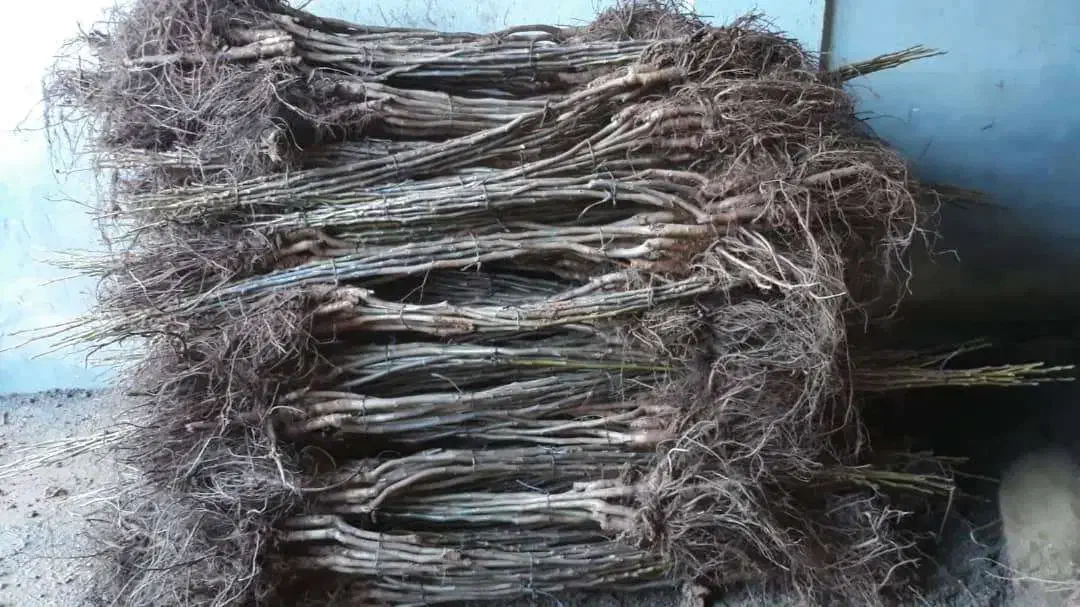 فرصت طلایی نمایندگی نهال با درآمد میلیاردی|خدمات باغبانی و درختکاری|اراک, |دیوار